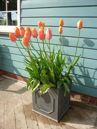 Orange Tulips in an outdoor grey planter in of a wooden shed painted duck egg blue